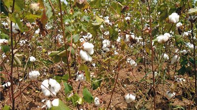 «مصدري الأقطان»: تراجع مواصفات البذور تسبب في قلة التصدير