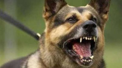  مستشفى لعلاج «الكلاب الضالة» بالبحر الأحمر 