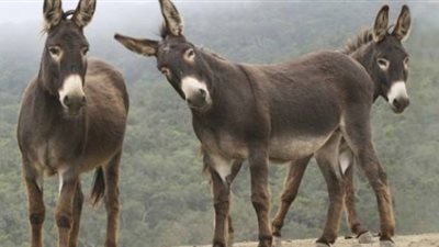 بعد أكل لحومها وتصدير جلودها.. السياحة تستفيد من الحمير