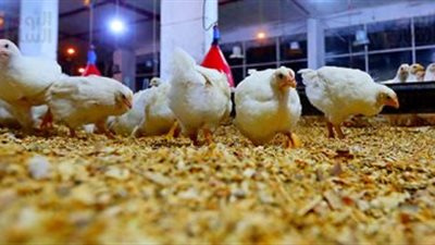 تراجع أسعار الدواجن 3 جنيهات.. والبيض مستقر عند 52 جنيهًا للكرتونة