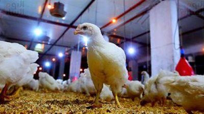 استقرار أسعار الدواجن فى مصر اليوم الاثنين.. والكيلو بـ 43 جنيها