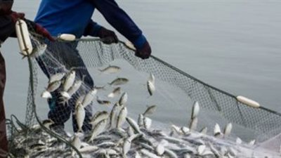 أسعار «الأسماك» اليوم.. وكيلو «البلطى» بـ44 جنيه