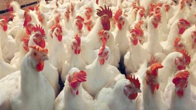 أسعار الدواجن اليوم الخميس 5 يناير 2022