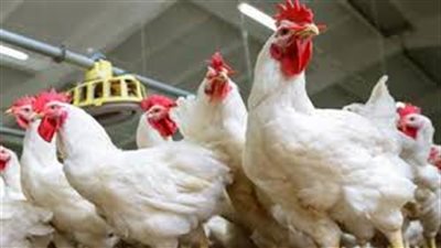 أسعار الدواجن في الأسواق اليوم الإثنين 