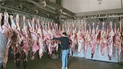 «التموين»: طرح 1500 عجل يوميا على مستوى الجمهورية