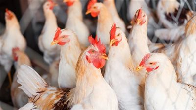 أسعار الدواجن اليوم الأحد 4 يونيو 2023