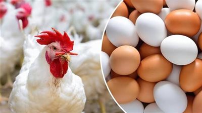 استقرار أسعار الدواجن و البيض في الأسواق اليوم الأربعاء