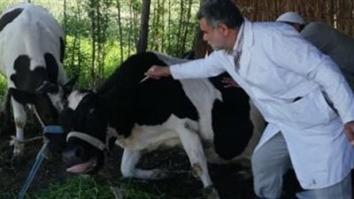 تحصين 419 ألف رأس ماشية ضد الأمراض الوبائية فى الشرقية