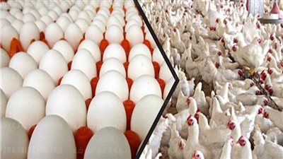 شعبة الدواجن: أسعار الفراخ للمستهلك بين 68 إلى 70 جنيها بالأسواق