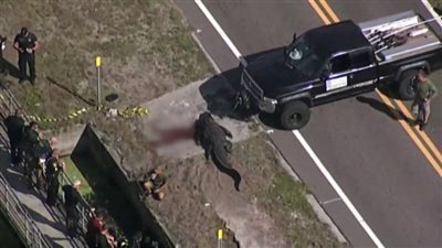 شاهد..العثور على جثة امرأة بين فكي تمساح طوله 4 أمتار في فلوريدا