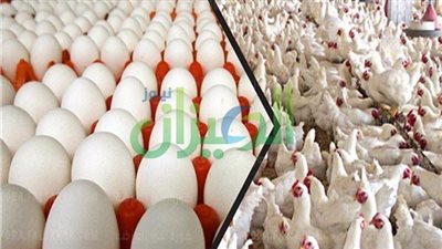 انخفاض أسعار الفراخ واستقرار البيض اليوم الأربعاء 15 مايو 2024