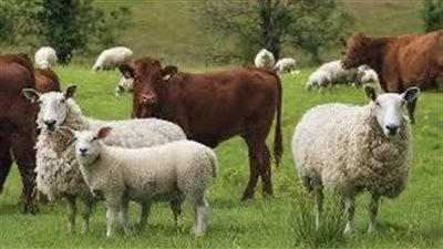 وزارة التموين تطرح 20000 رأس ماشية خلال عيد الأضحى المبارك بالمجمعات الاستهلاكية
