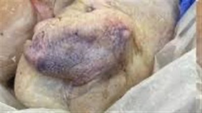 انتهت صلاحيتها..ضبط 8 أطنان دجاج ولحوم فاسدة في القاهرة