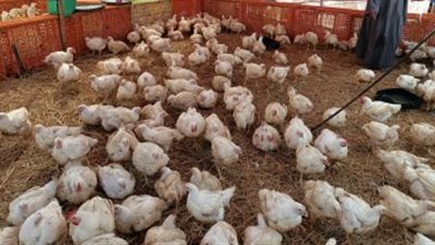 بورصة الدواجن اليوم.. أسعار الفراخ البيضاء فى الأسواق