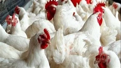 اعرف قبل ما تشتري ..الدواجن و البيض اليوم الأحد 24اكتوبر 2024 