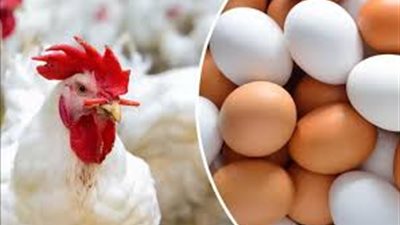 بورصة الدواجن اليوم.. أسعار الفراخ البيضاء تواصل ثباتها