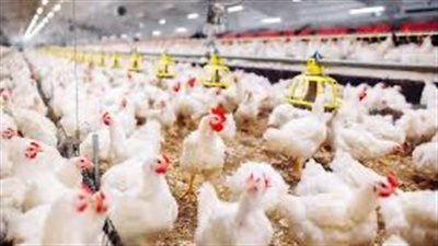 أسعار الدواجن والبيض والبط اليوم الاثنين 4 نوفمبر 2024