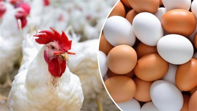 اسعار الدواجن والبيض اليوم السبت 9 نوفمبر 2024