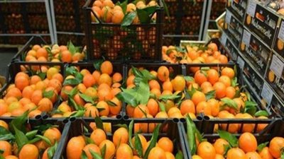 الحجر الزراعي يعلن تصدير أول شحنة برتقال لموسم 2024-2025 أول ديسمبر