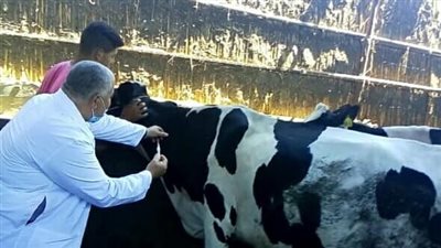 وزارة الزراعة تطلق الحملة القومية الثالثة للتحصين ضد الأمراض الحيوانية