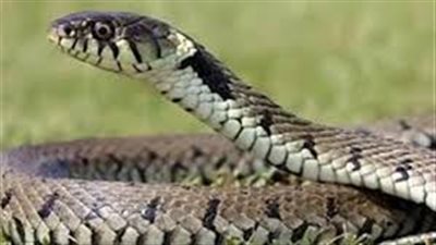 ضبط طالب اصطحب ثعباناً طوله نصف متر معه داخل مدرسته بسوهاج