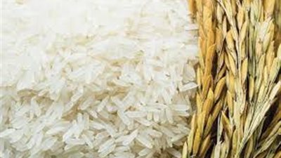 شعبة الأرز: 400 ألف طن فائض إنتاج الأرز خلال الموسم الحالي