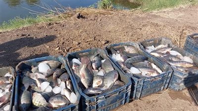 انطلاق موسم حصاد السمك البلطي بكلية الزراعة بمشتهر