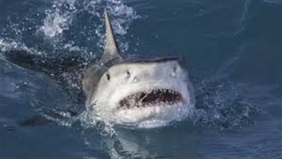 رفع حالة الاستعداد بمحميات البحر الأحمر بعد هجوم سمكة قرش