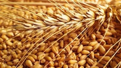 واردات مصر من القمح ترتفع لـ3 مليارات و727 مليون دولار عام 2024
