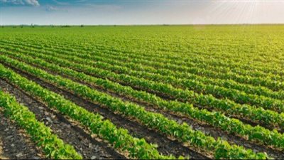 صادرات مصر من السلع الزراعية ترتفع إلى 281 مليون دولار فى أكتوبر الماضى