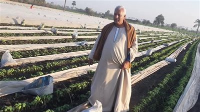 خبير زراعي يكشف اسباب وصول كيلو قرون الباميه ل200 جنيه وموعد انخفاضه