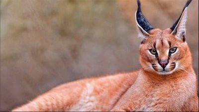 “الوشق المصري” يهاجم جنوداً إسرائيليين على الحدود ويثير الجدل