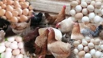 نائب رئيس اتحاد منتجي الدواجن: انخفاض كبير في أسعار الفراخ والبيض