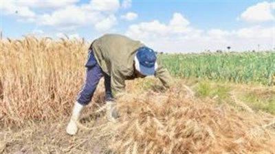 وزير التموين: استلام 360 طنًا من القمح المحلي في الفيوم وتحديد سعر توريد الأردب هذا العام بـ2200 جنيه
