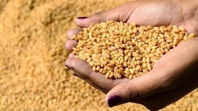 جهود الدولة لتعزيز الإنتاج المحلي من القمح وتأمين المخزون الاستراتيجي
