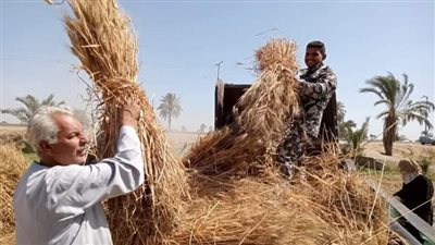 نقيب الفلاحين : نتوقع توريد 4 مليون طن من الاقماح هذا الموسم