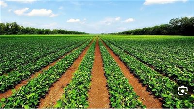 “الشرقية للأمن الغذائي” تتحول للربحية وتحقق 2.9 مليون جنيه في الربع الأول من 2025