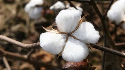 وزارة الزراعة الأميركية: انخفاض صادرات مصر من القطن 35% في موسم 2024/2025
