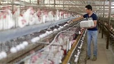 العمل تعلن عن فرص سفر للأردن بمهنة “عامل تربية طيور” 