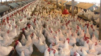 المنصورة للدواجن تحقق نموًا قياسيًا في الإيرادات بنسبة 65.4% خلال الربع الأول من 2025