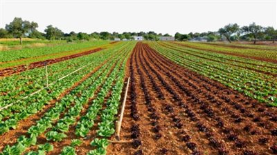 جو جرين للاستثمار الزراعي تحقق صافي ربح 10.1 مليون جنيه في الربع الأول