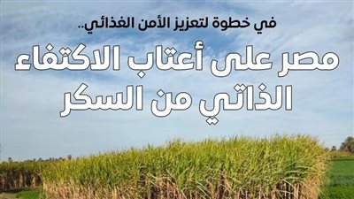 مصر على أعتاب تحقيق الاكتفاء الذاتي من السكر بدءًا من 2026