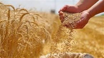 الحكومة تعتمد أسعار توريد القمح والقصب وبنجر السكر لموسم 2025/2026