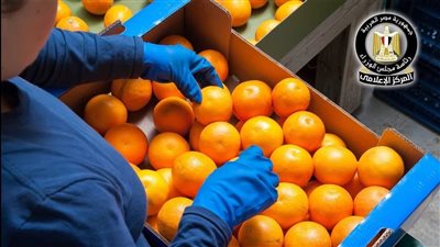 الموالح تتصدر الصادرات الزراعية المصرية بـ1.9 مليون طن