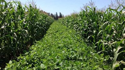 «نهر الخير» توقع عقدًا مع وزارة الزراعة لزراعة تقاوي الفول البلدي