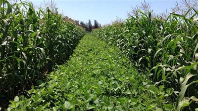 وادي كوم أمبو لاستصلاح الأراضي» تعلن موعد توزيع الكوبون رقم 15 على قسطين