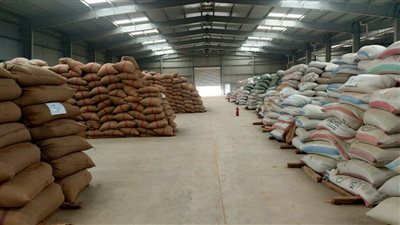 البنك الزراعي المصري يُنهي استعداداته لاستقبال موسم توريد القمح 2026