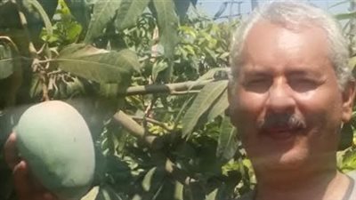 نقيب الفلاحين: المانجو لم تتأخر وبداية موسمها الشهر المقبل