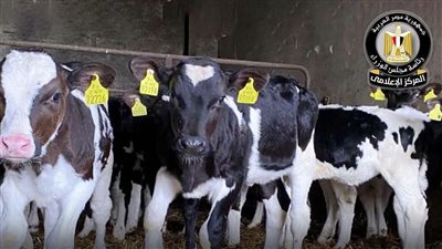 الزراعة: ضخ 282.2 مليون جنيه لتمويل 4,044 رأس ماشية ضمن المش    