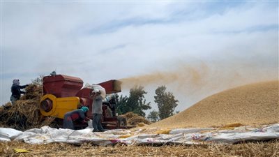 التموين: استقرار إمدادات الزيوت المدعمة.. والقمح العالمي يقفز إلى 320 دولارًا للطن